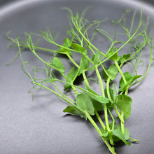 Load image into Gallery viewer, Pea (Yellow Tendril)