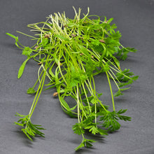 Load image into Gallery viewer, Carrot