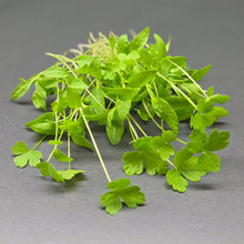 Load image into Gallery viewer, Parsley