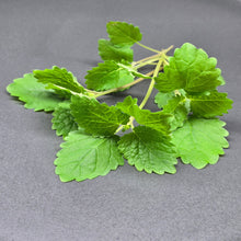 Load image into Gallery viewer, Lemon Balm
