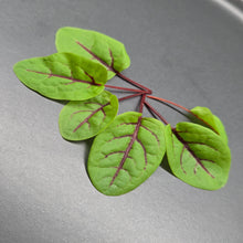 Load image into Gallery viewer, Sorrel (Red Vein)