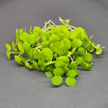 Load image into Gallery viewer, Mustard