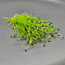 Load image into Gallery viewer, Leek