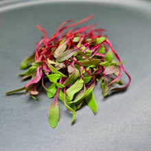 Load image into Gallery viewer, Beets ( Bulls Blood)