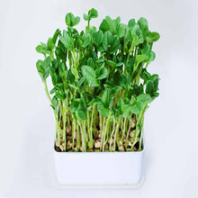 Load image into Gallery viewer, Fava