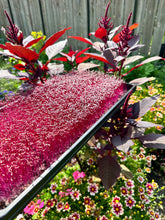 Load image into Gallery viewer, Amaranth