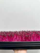 Load image into Gallery viewer, Amaranth