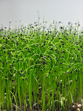 Load image into Gallery viewer, Leek