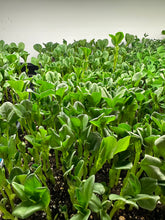 Load image into Gallery viewer, Fava