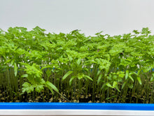 Load image into Gallery viewer, Chervil