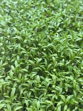 Load image into Gallery viewer, Cilantro