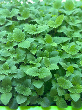 Load image into Gallery viewer, Lemon Balm