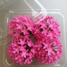 Load image into Gallery viewer, Edible Flowers - Pentas (50-60pcs)