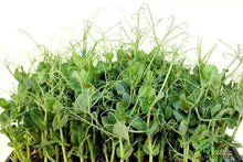 Load image into Gallery viewer, Pea (Yellow Tendril)