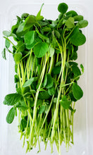 Load image into Gallery viewer, Pea (Speckled)