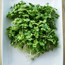 Load image into Gallery viewer, Mustard