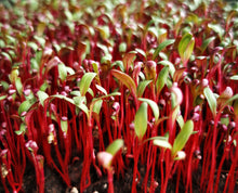 Load image into Gallery viewer, Beets ( Bulls Blood)