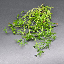 Load image into Gallery viewer, Dill
