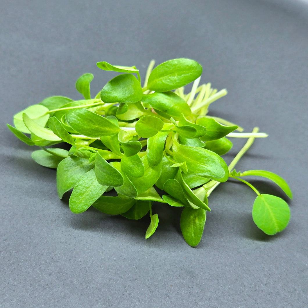 Fenugreek