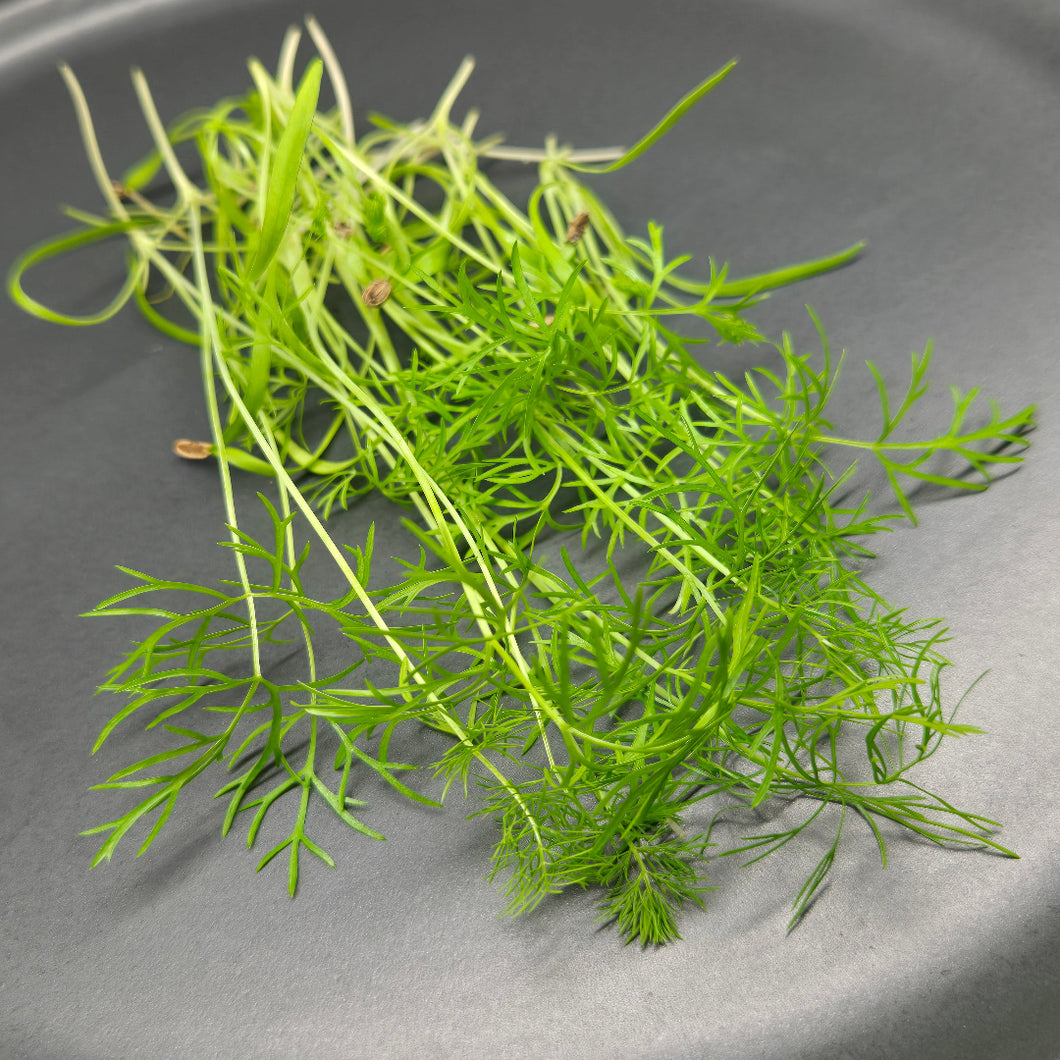 Fennel