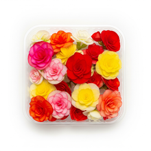 Load image into Gallery viewer, Edible Flower - Begonia
