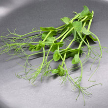 Load image into Gallery viewer, Pea (Yellow Tendril)
