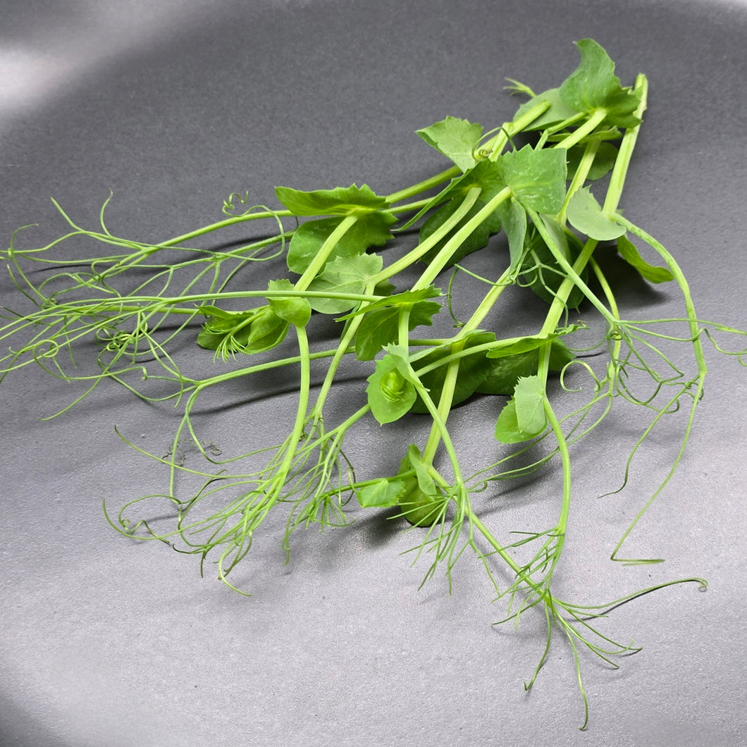 Pea (Yellow Tendril)
