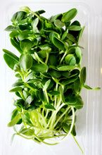 Load image into Gallery viewer, Sunflower Microgreens
