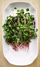 Load image into Gallery viewer, Rainbow Radish Microgreens
