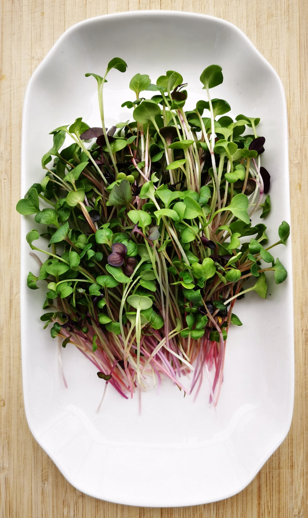 Rainbow Radish Microgreens
