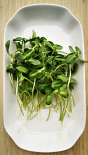 Load image into Gallery viewer, Sunflower Microgreens

