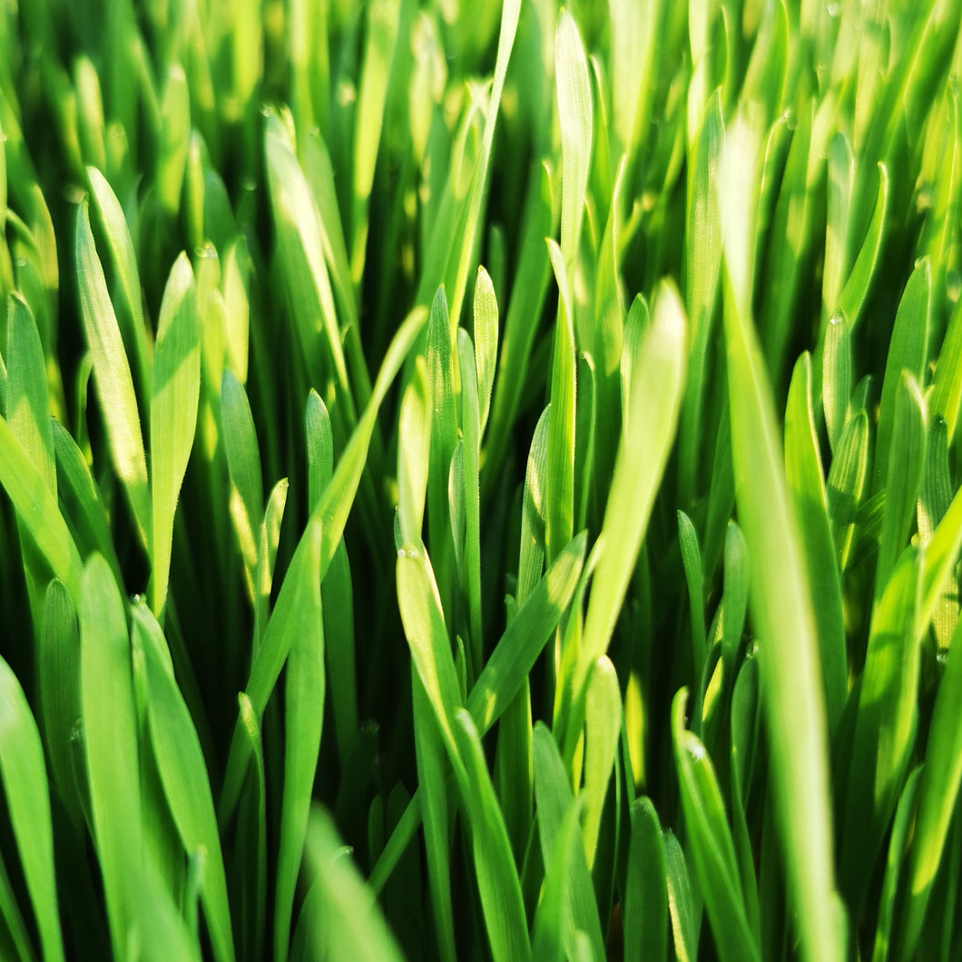 Wheatgrass