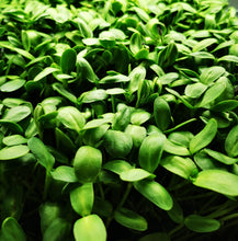 Load image into Gallery viewer, Sunflower Microgreens
