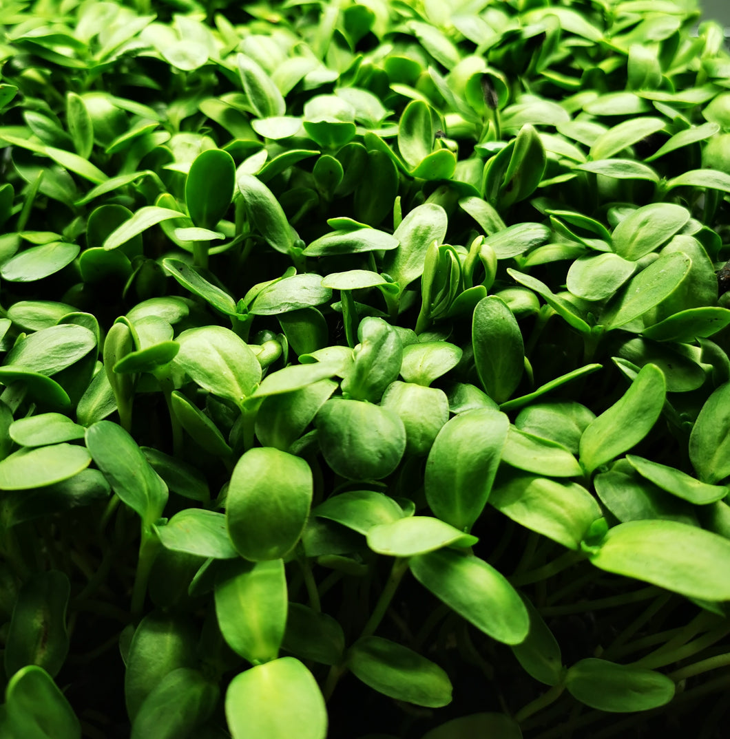 Sunflower Microgreens