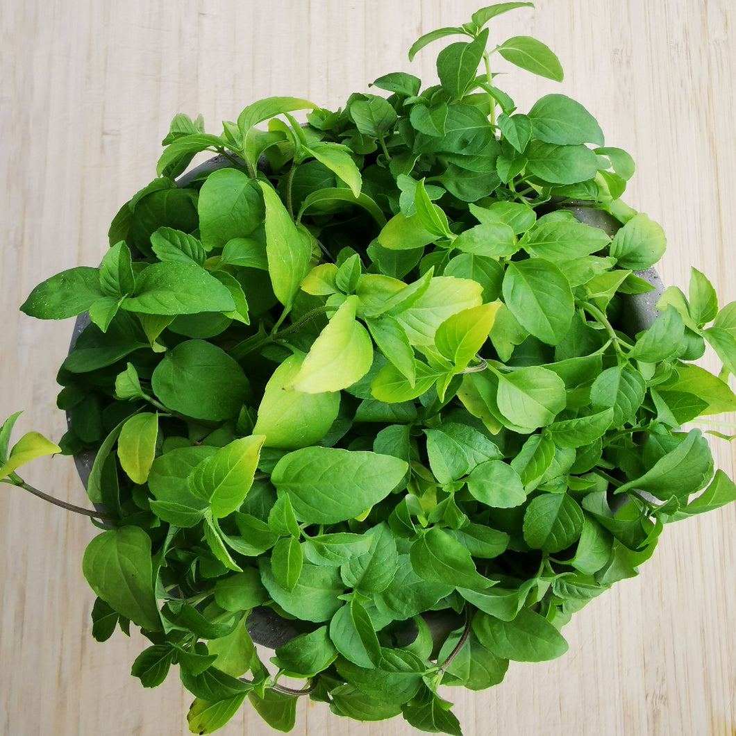Basil (Thai)