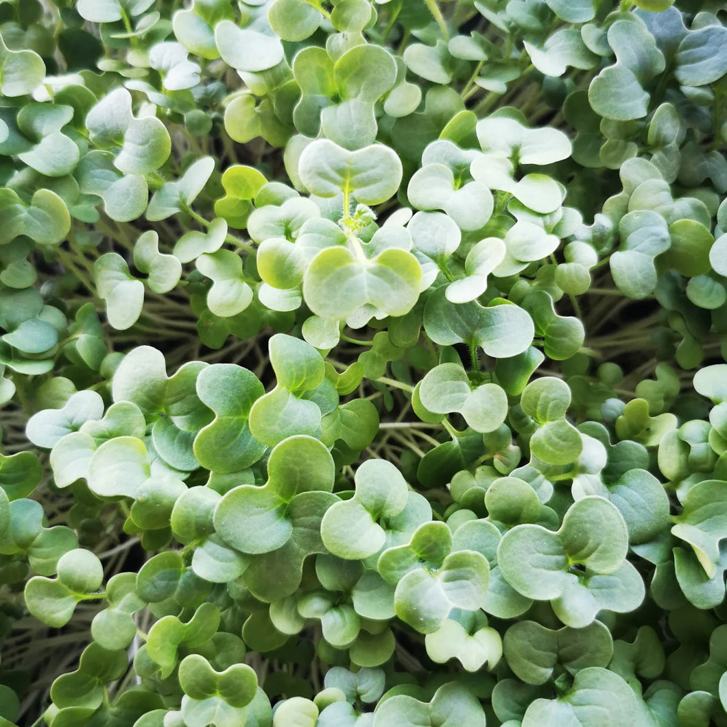 Mustard Microgreens