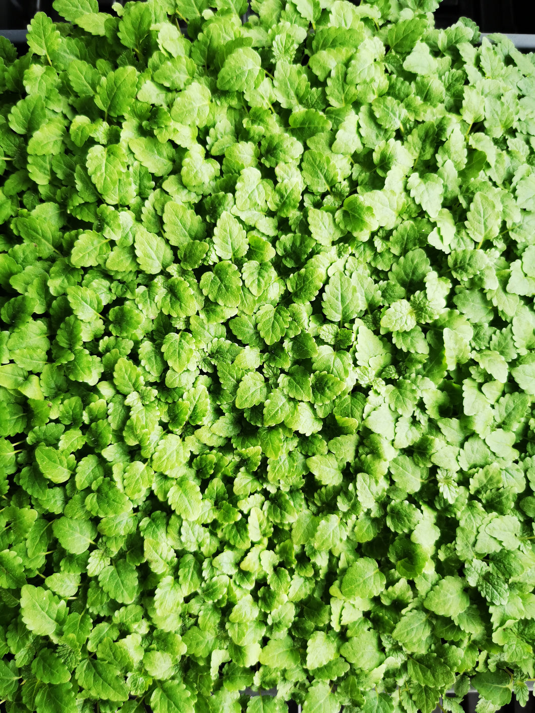 Lemon Balm