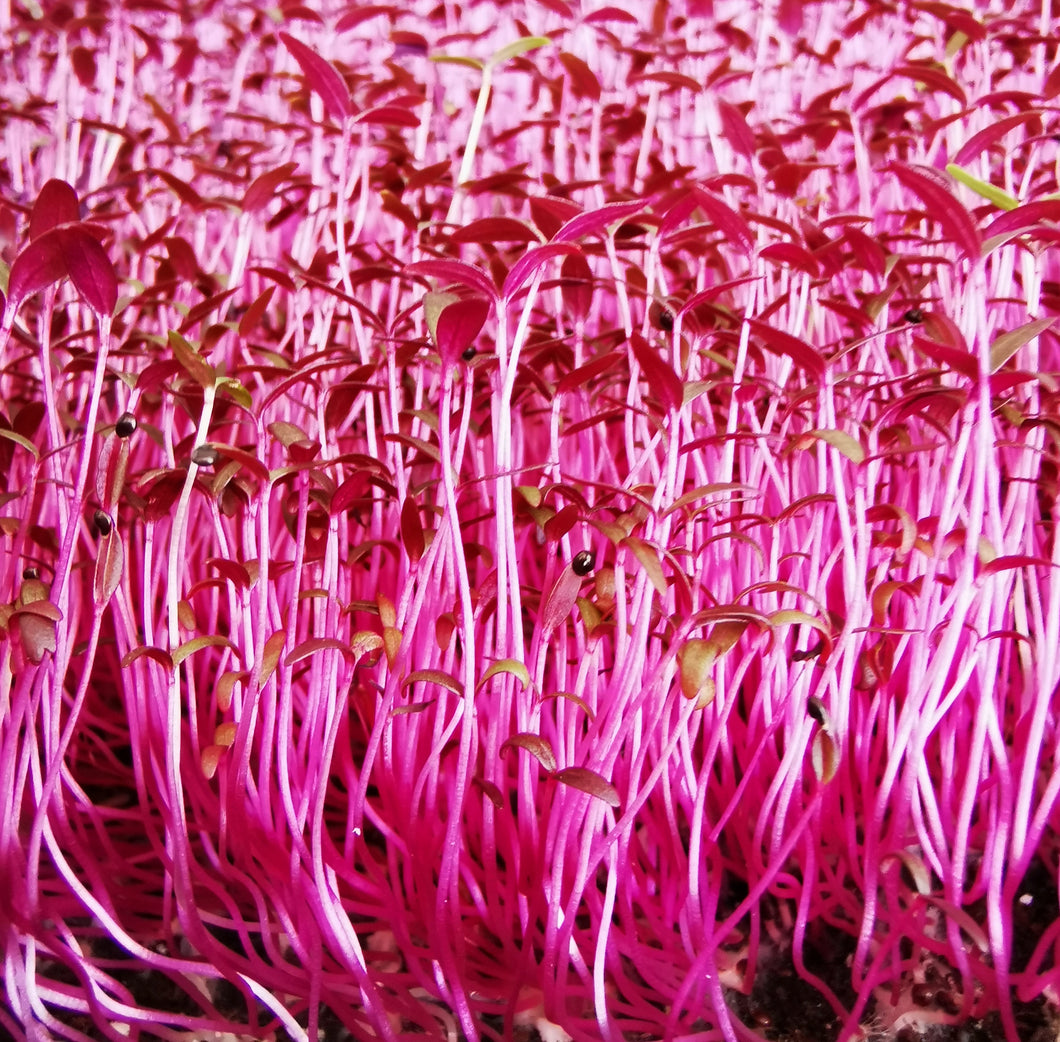 Amaranth