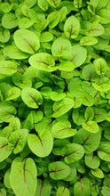 Load image into Gallery viewer, Red Vein Sorrel
