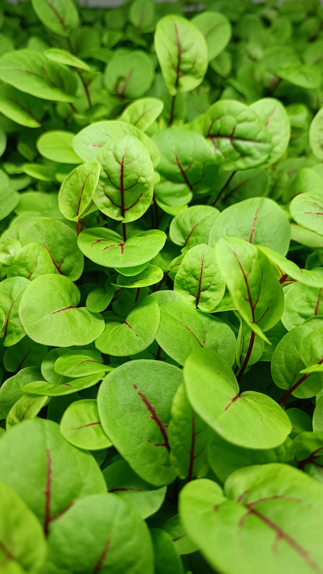 Red Vein Sorrel