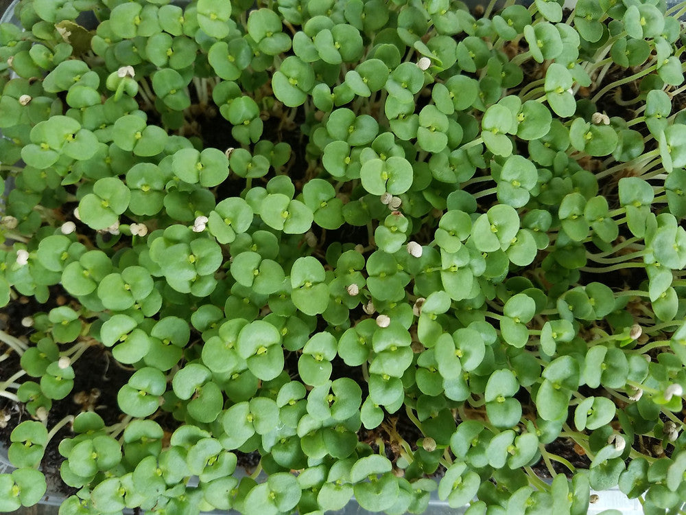 Shiso